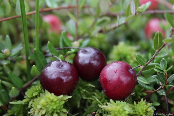 Gulbaxar Otenazarova