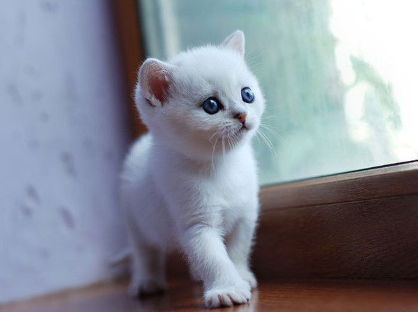 Раиля Сагдиева