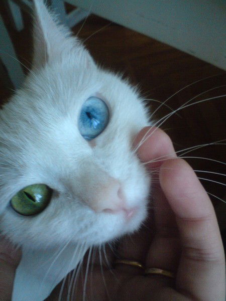 Анюта Кутырова