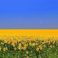 Тарас Шутко