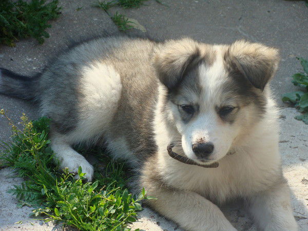 Оля Демешко