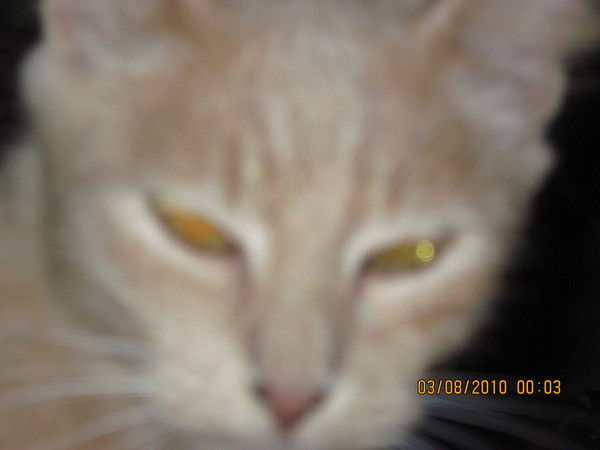 Екатерина Платонова