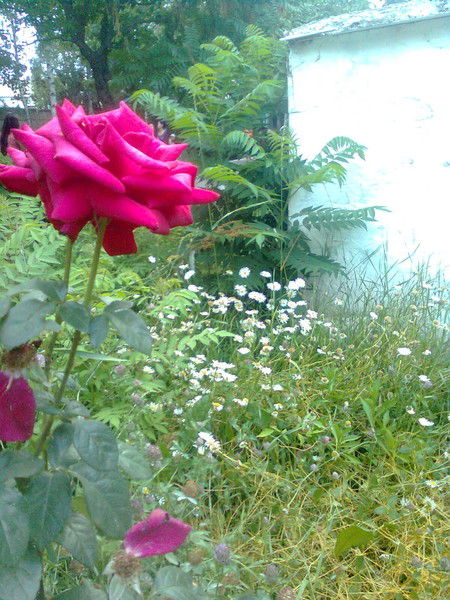 Аня Сарыева