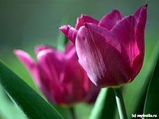 Aigerim Kaigaltyrova