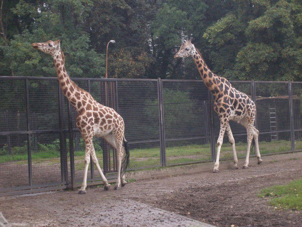 Александр Фокин