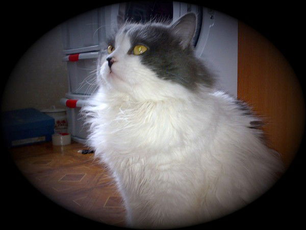 Николай Беженцев