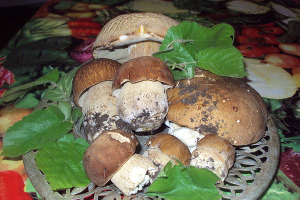 Мил@шк@ Буг@ёнок