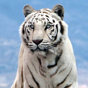 Денис Иванов