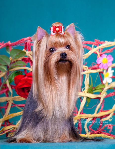 Людмила Саркисян