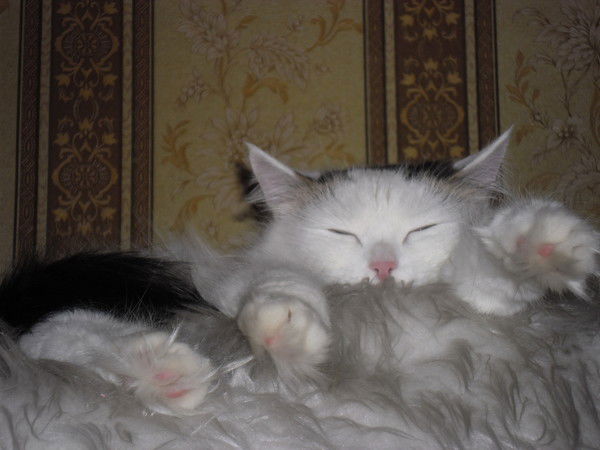 Уася Пулька