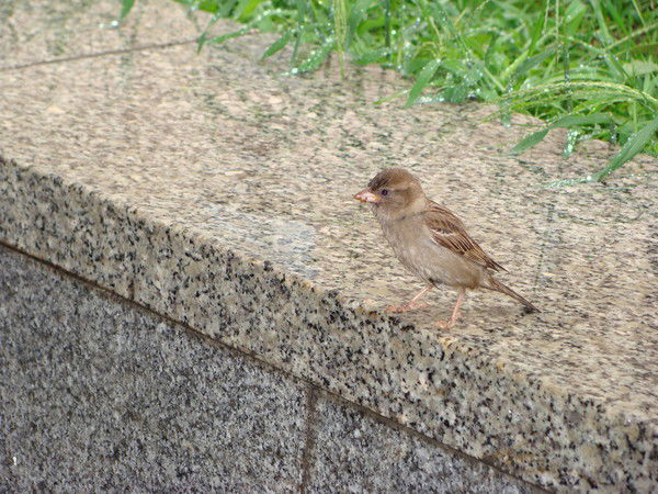 Ольга Кобякова