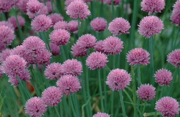 Регина Зайнутдинова