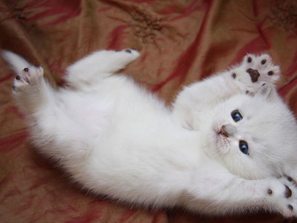 Наташка Шаповалова