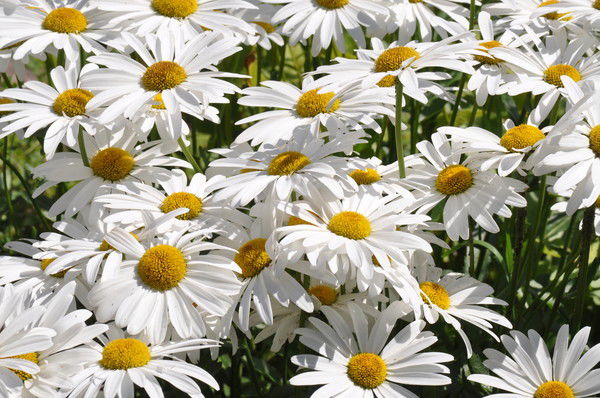 Гул Ьмира Жолдасова