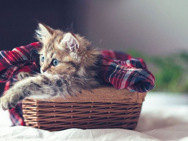 Светлана Гуминская