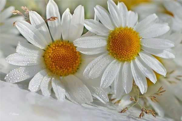 Ксения Зубова