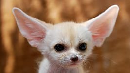 Алексей Фокин