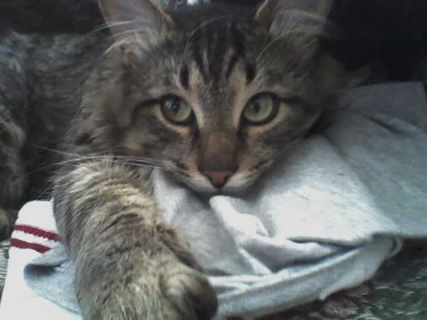 Людмила Черных