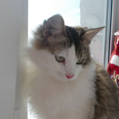 Елизавета Дулова