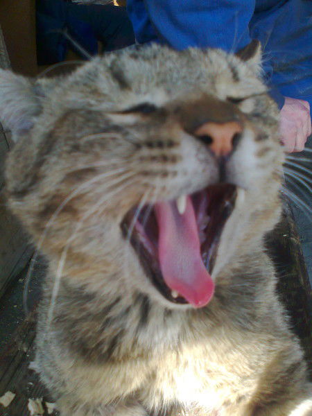 Виктор Цитович