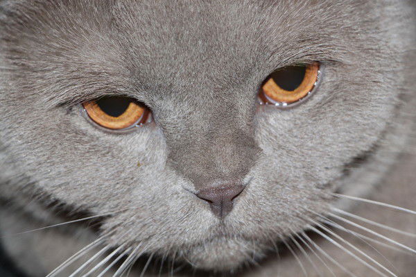 Павел Павел