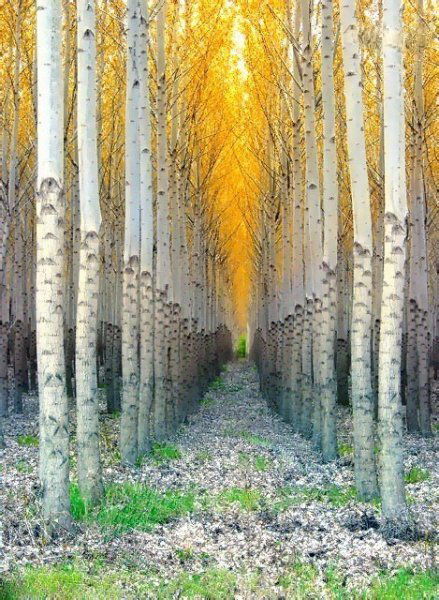 Светлана Кучук