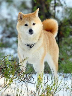 Алина Кляченко