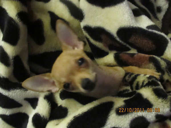 Оксана Кувшинова