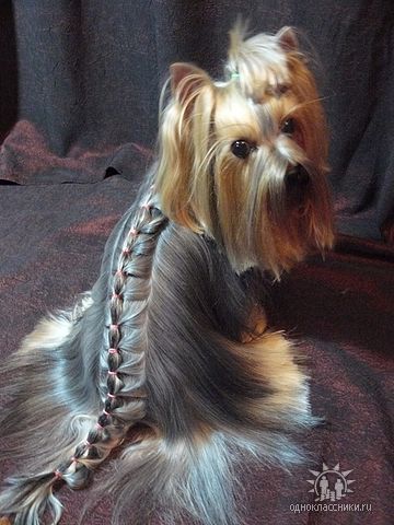 Федя Пупкин