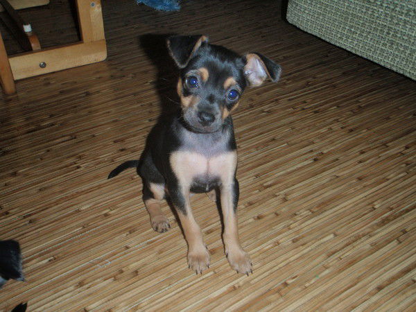 Татьяна Баниласка