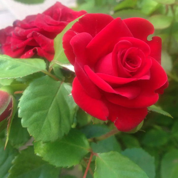 Марина Молочкова