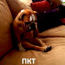 Александр Вольф