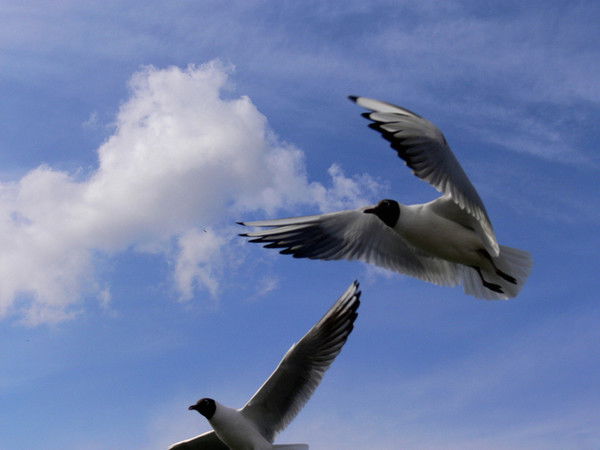 Людмила Чайка