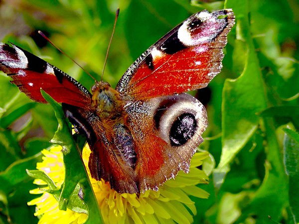 Александра Шакало