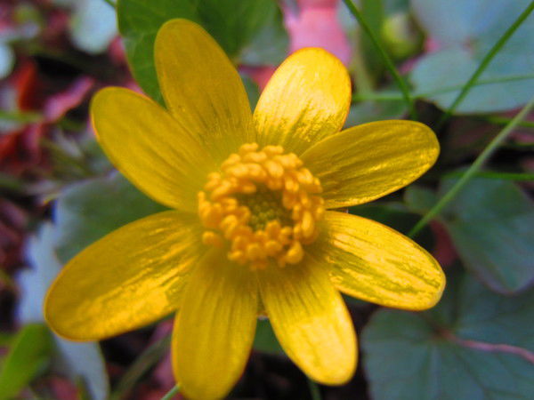 Анна Корнеева