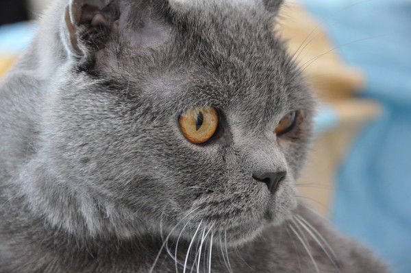 Дмитрий Стародубцев