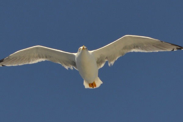 Оксана Михайлова