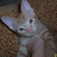 Любаня Царь