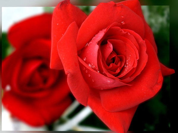 Роза Сариева