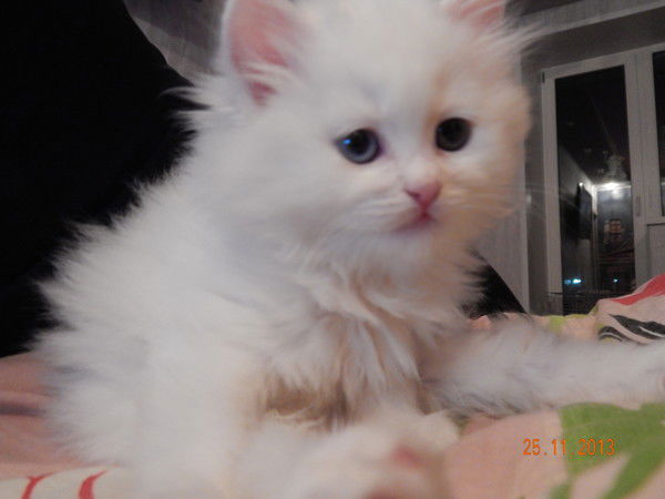 Александр Пупускин