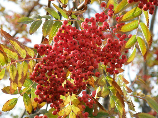 Анна Сусикова