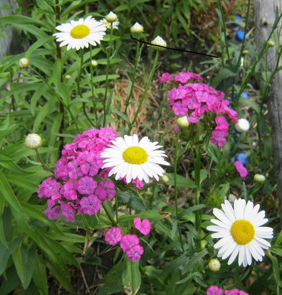 Плеханова Ирина