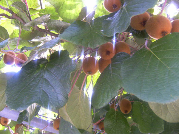 Tатьяна Cубботина