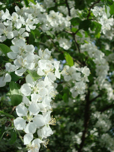 Зульфия Бадретдинова