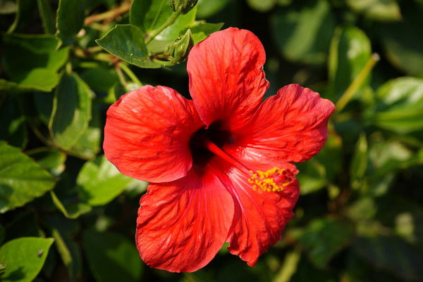 Элеонора Малиновская