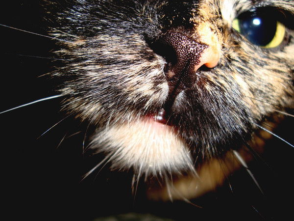 Наташа Жоголева