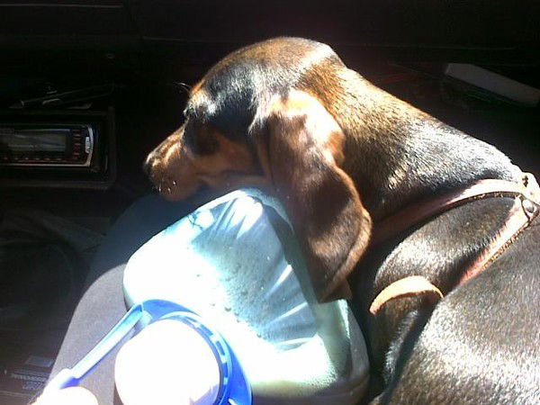 Денис Головня