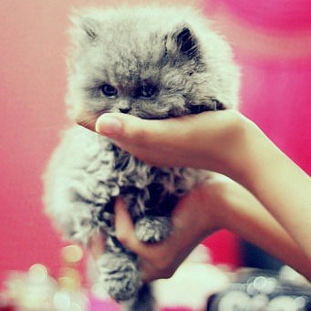 Юлия Гофман