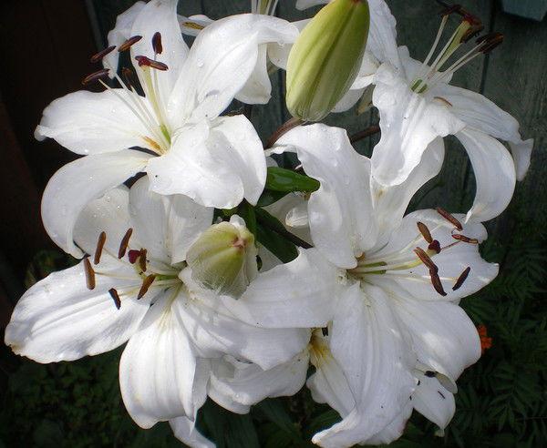 Алёна Вылётникова