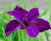 Айжулдуз Абдугалимова